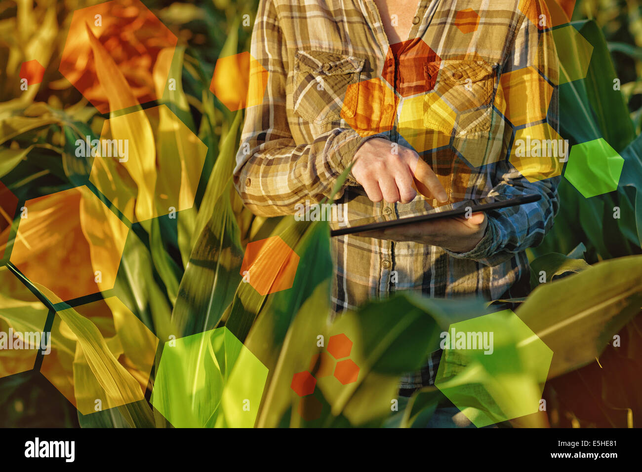 La science des OGM en champ de maïs. femme agronome using tablet computer et software pour le génie génétique dans l'agriculture. Banque D'Images