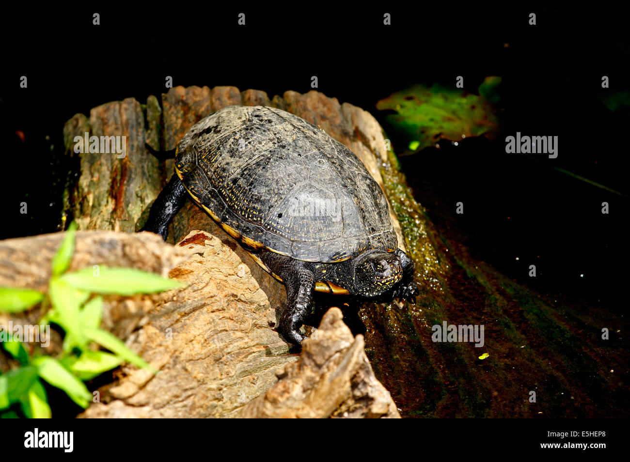La tortue cistude (Emys orbicularis galloitalica) Banque D'Images