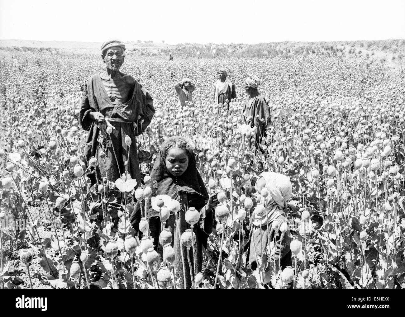 Les hommes arabes et africains la récolte des enfants en Égypte d'opium vers 1910. Voir la description pour plus d'informations. Banque D'Images