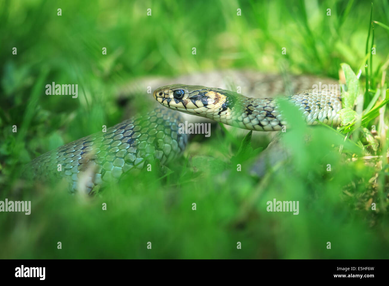 Portrait de serpent sur fond d'herbe verte Banque D'Images