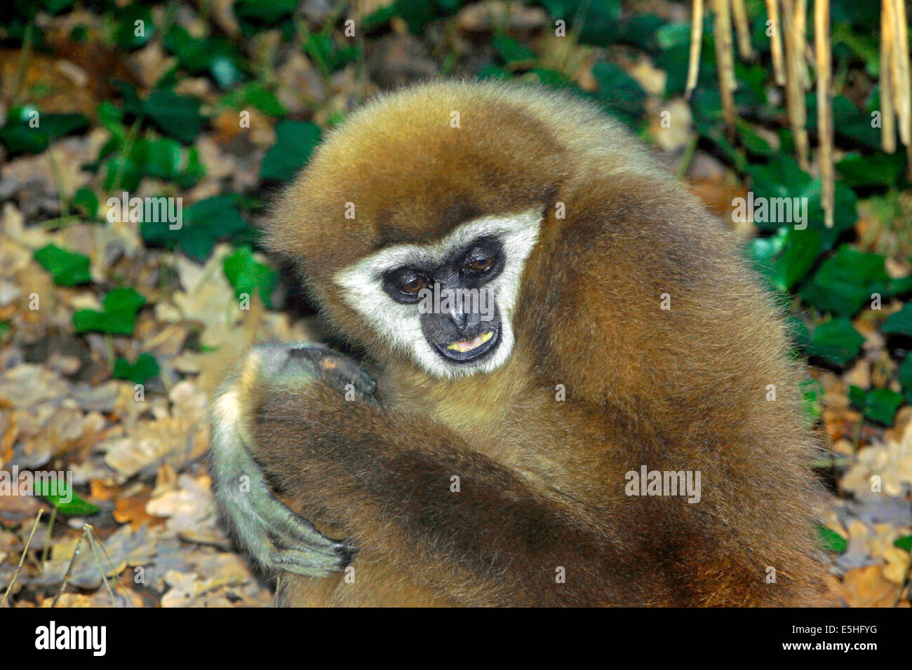 Lar ou blanc remis gibbon (Hylobates lar), Banque D'Images