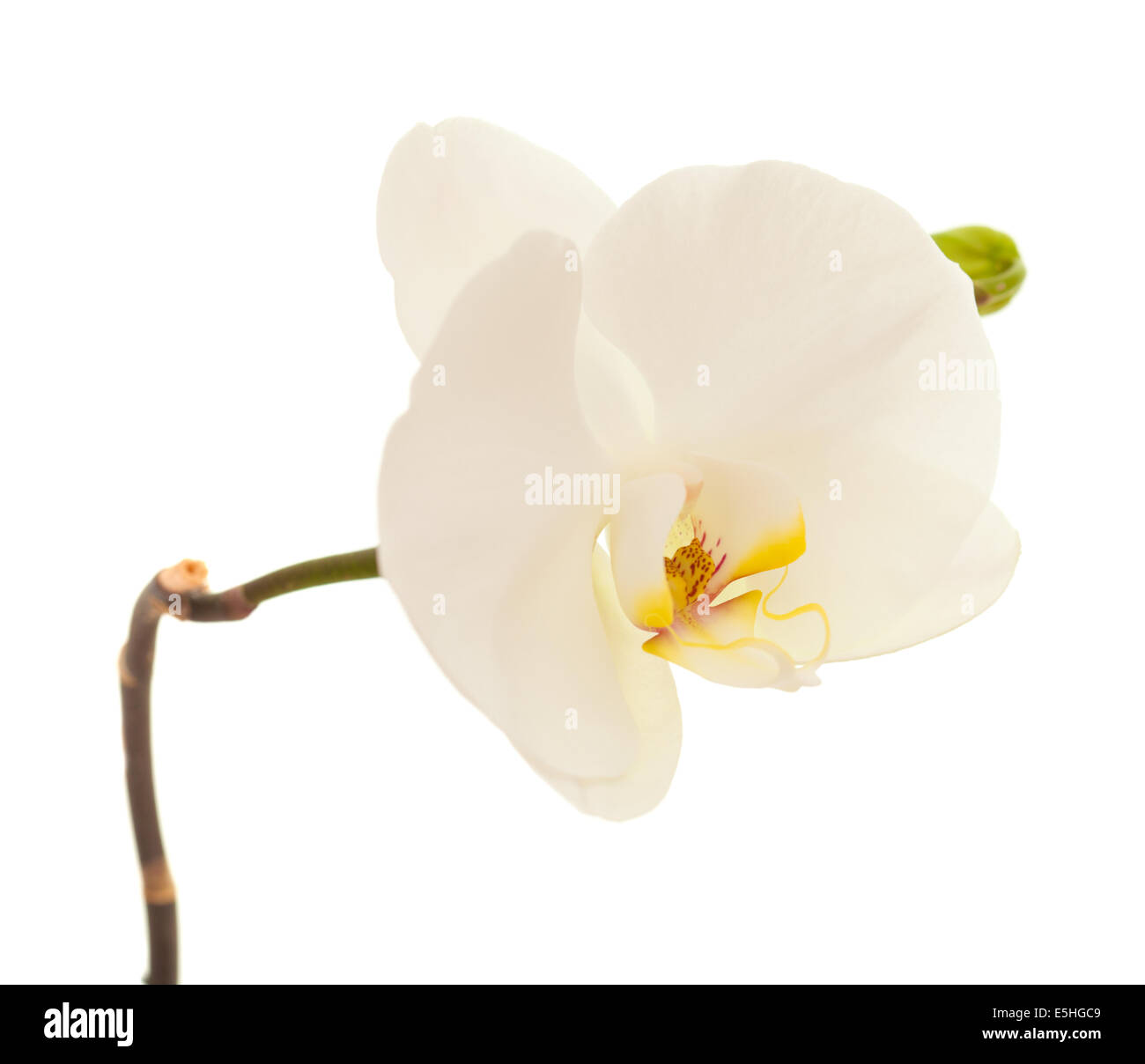 White Orchid isolated on white Banque D'Images