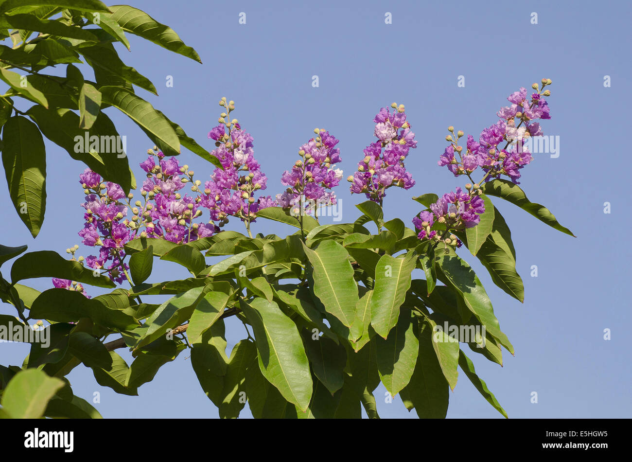 Lagerstroemia speciosa, Crape myrtle-géant, Queen's-Crape myrtle, Banab plante pour les Philippines, ou la fierté de l'Inde, Pune, fleurs Banque D'Images