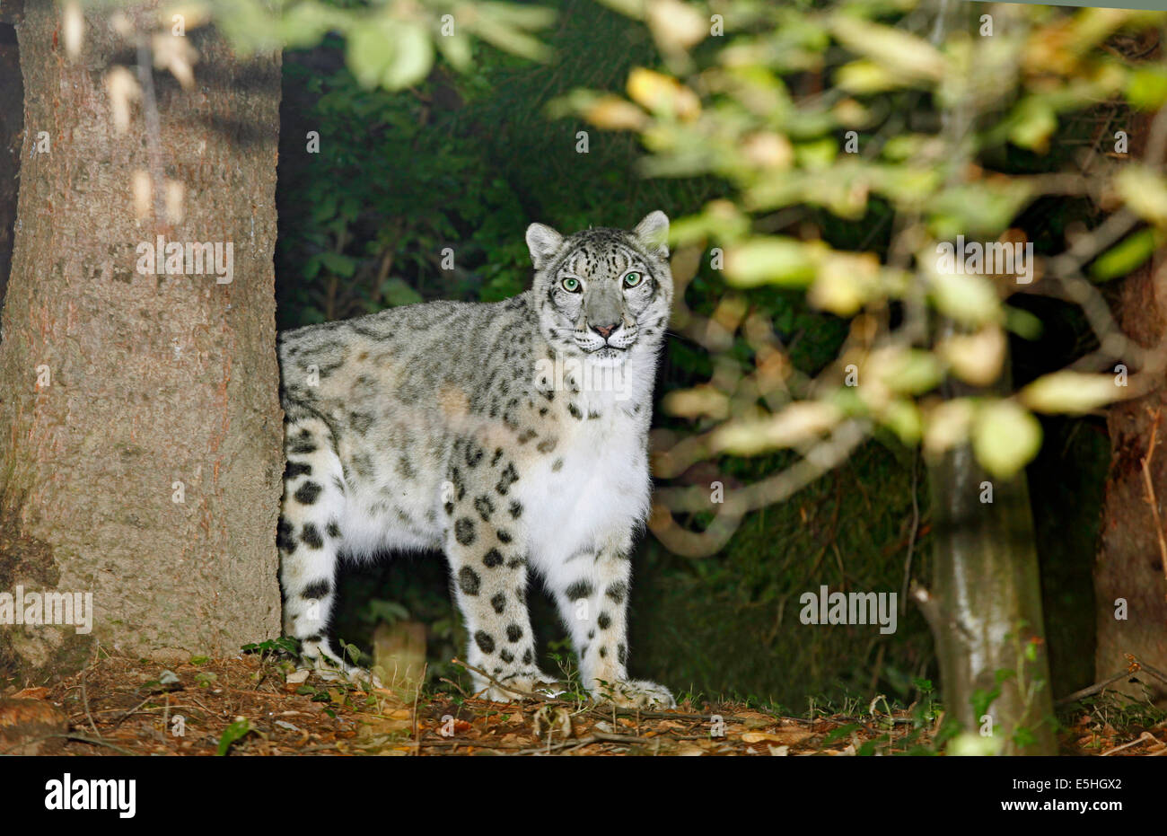 Irbis ou léopard des neiges (Uncia uncia) dans un habitat bois spring mountain Banque D'Images