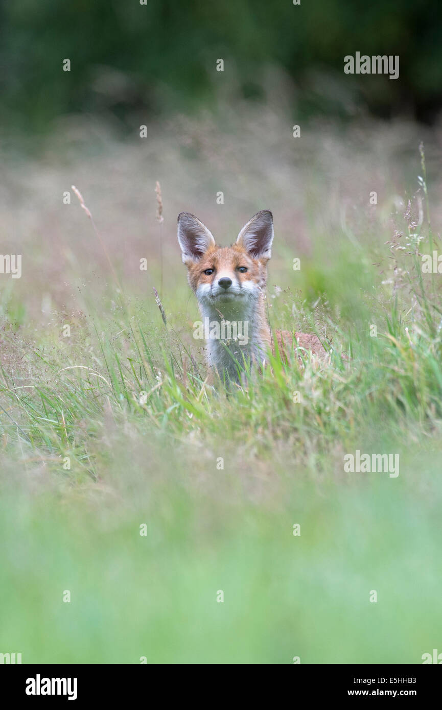 Le renard roux (Vulpes vulpes), Royaume-Uni Banque D'Images