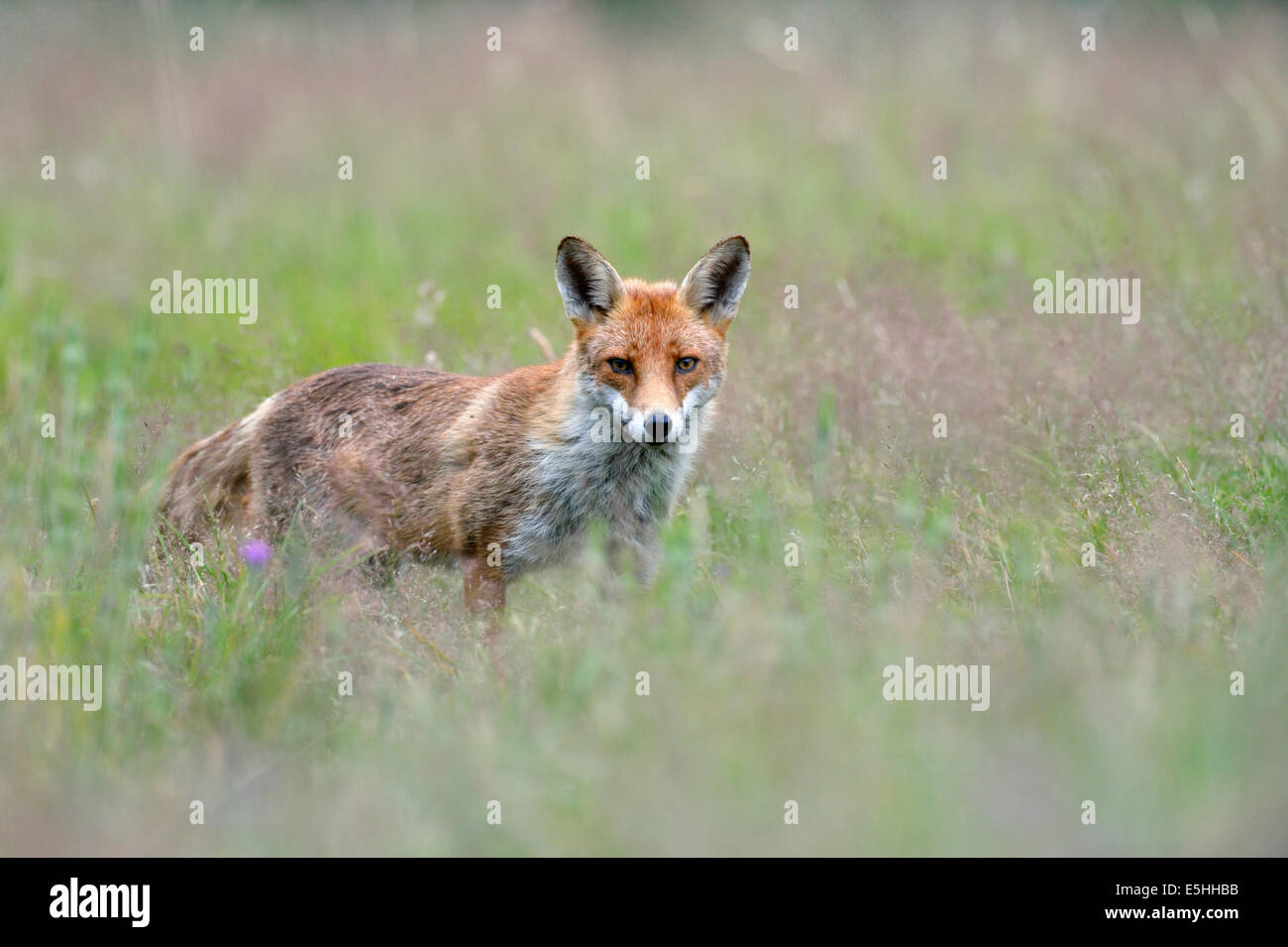 Le renard roux (Vulpes vulpes), Royaume-Uni Banque D'Images
