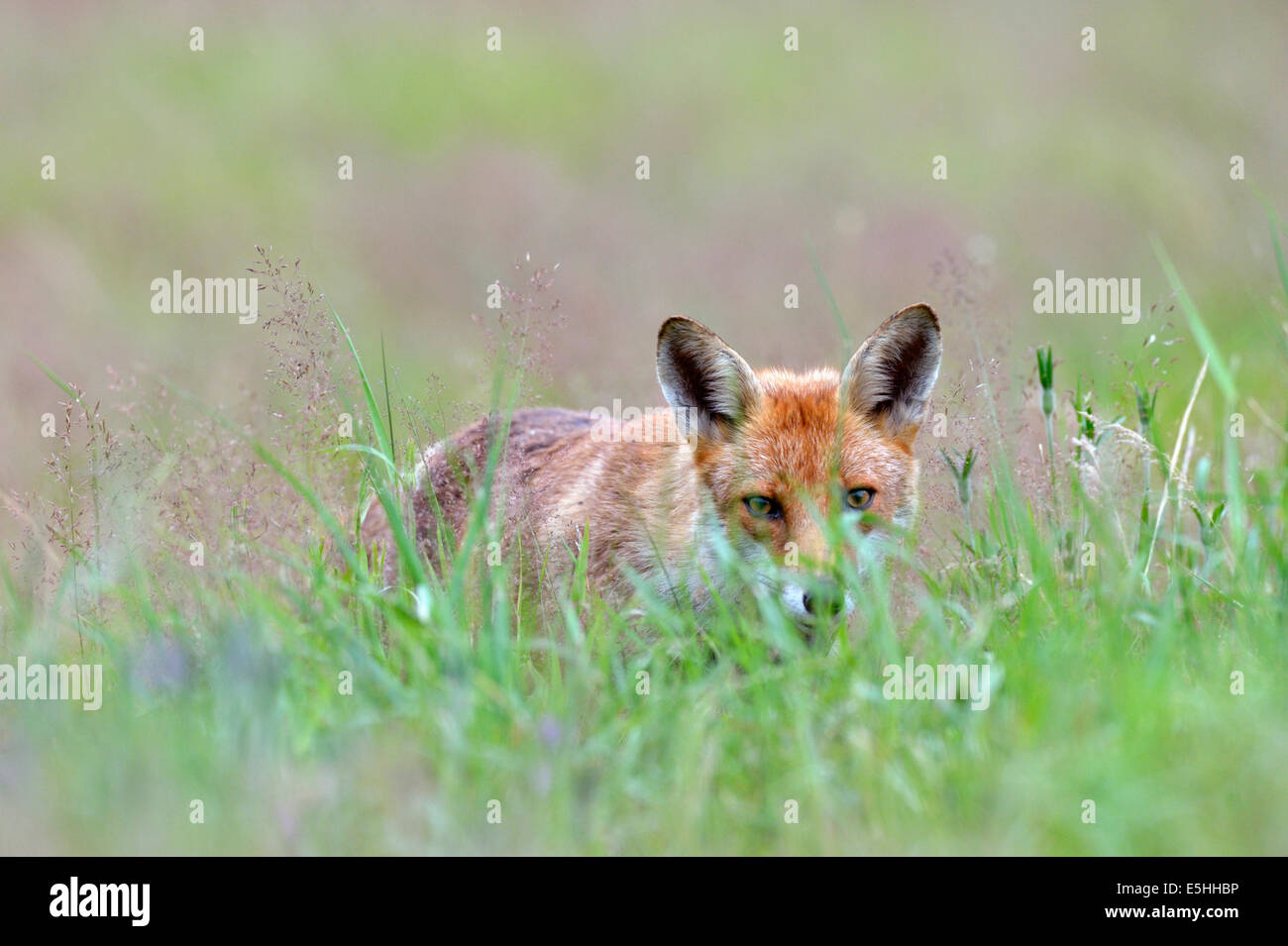 Le renard roux (Vulpes vulpes), Royaume-Uni Banque D'Images