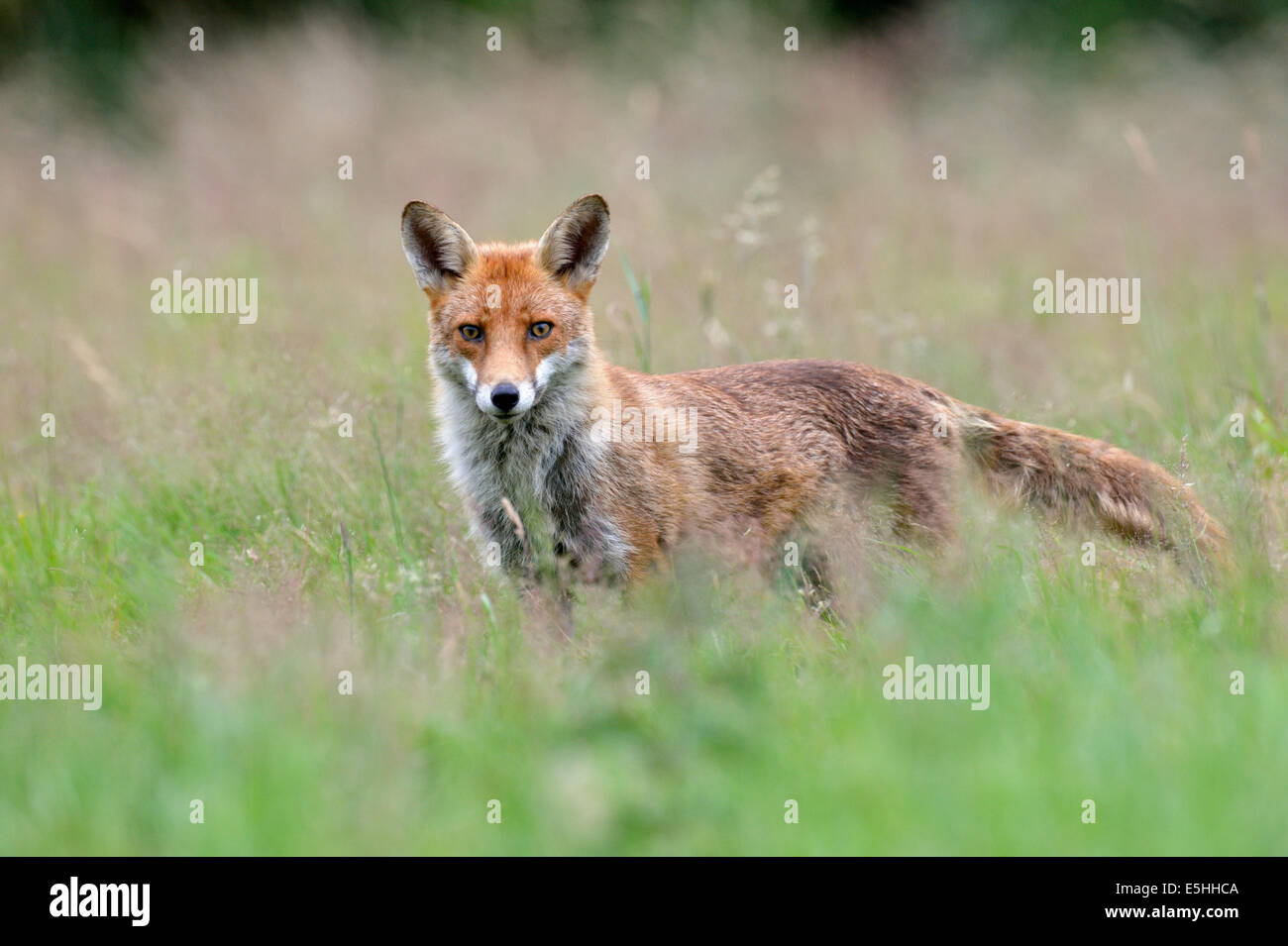 Le renard roux (Vulpes vulpes), Royaume-Uni Banque D'Images