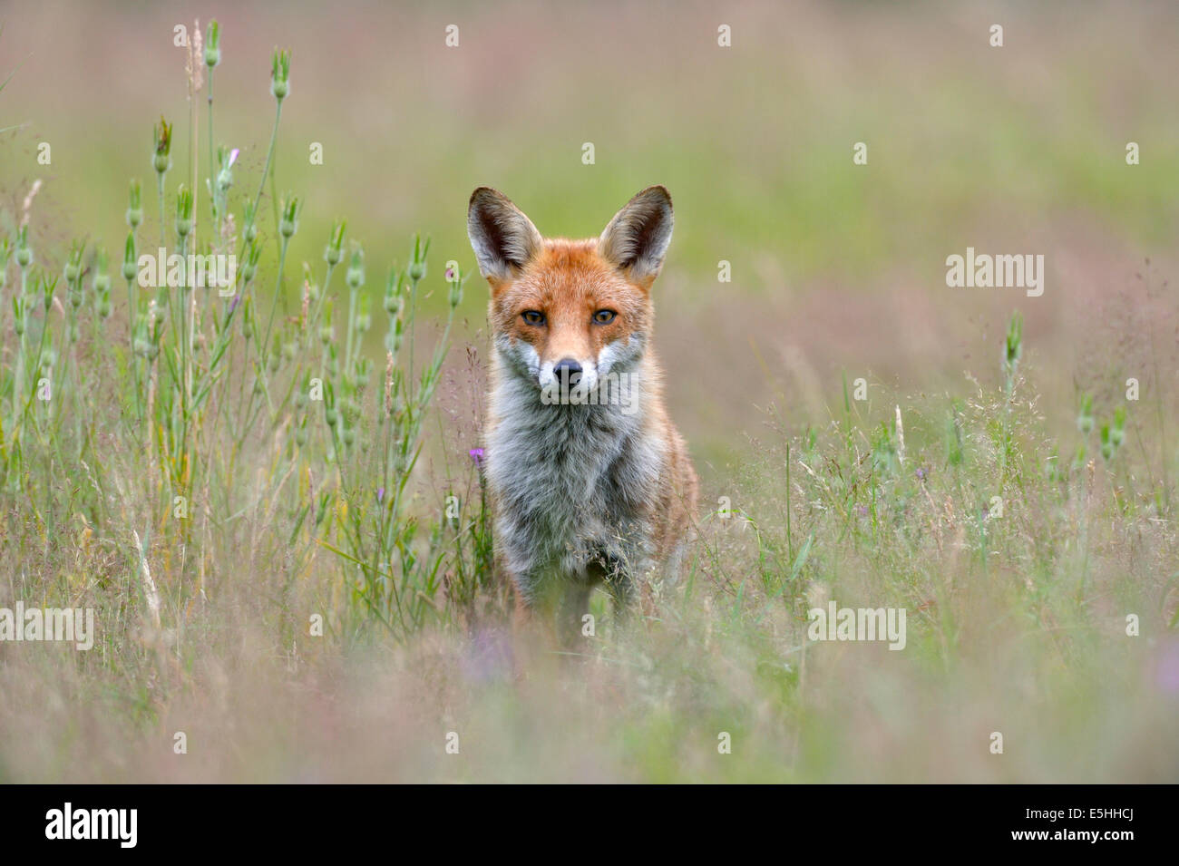 Le renard roux (Vulpes vulpes), Royaume-Uni Banque D'Images