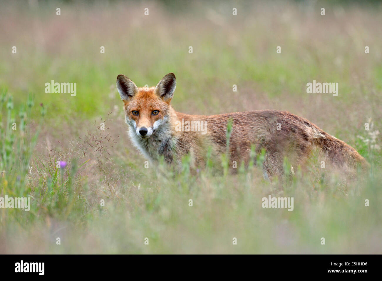Le renard roux (Vulpes vulpes), Royaume-Uni Banque D'Images