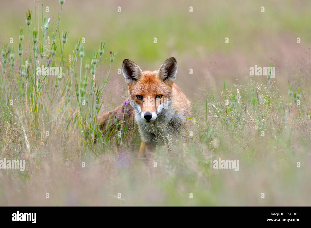 Le renard roux (Vulpes vulpes), Royaume-Uni Banque D'Images