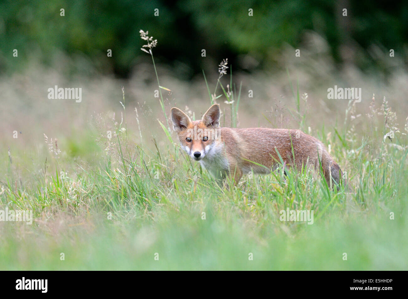 Le renard roux (Vulpes vulpes), Royaume-Uni Banque D'Images