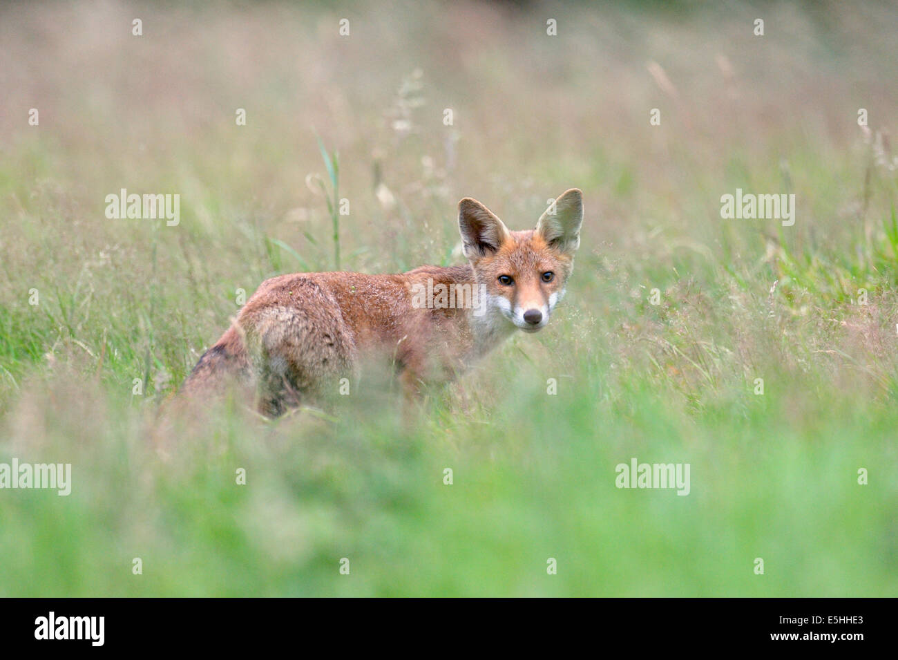 Le renard roux (Vulpes vulpes), Royaume-Uni Banque D'Images