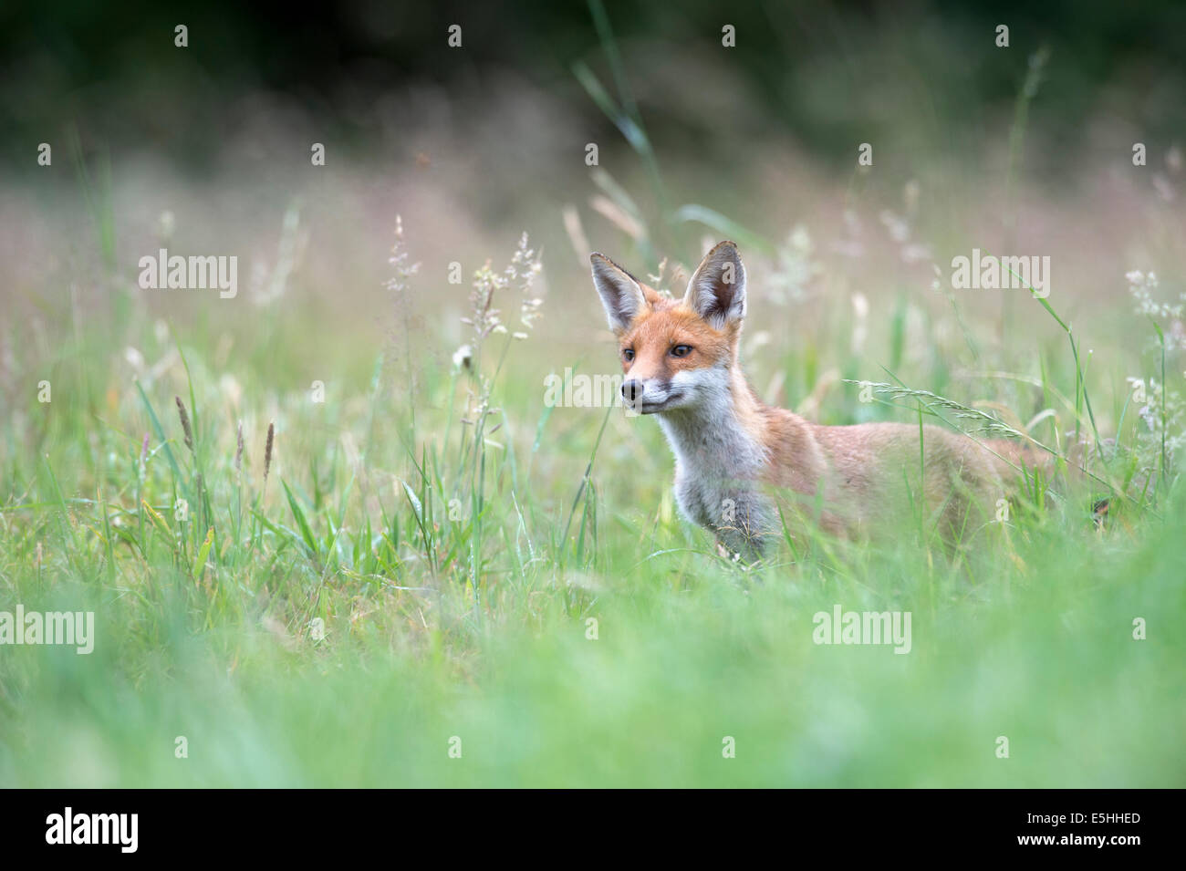 Le renard roux (Vulpes vulpes), Royaume-Uni Banque D'Images