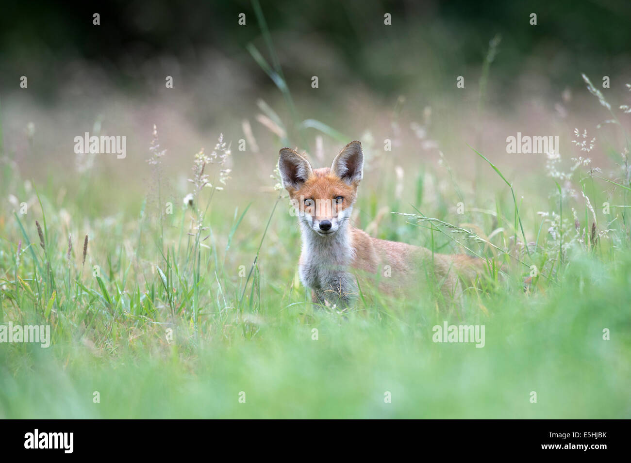 Le renard roux (Vulpes vulpes), Royaume-Uni Banque D'Images