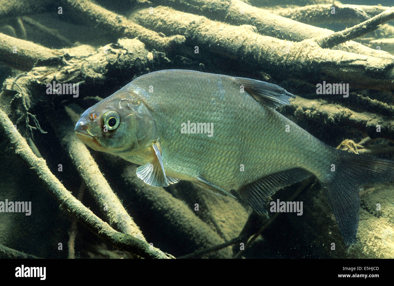 Carp brème (Abramis brama), France Banque D'Images