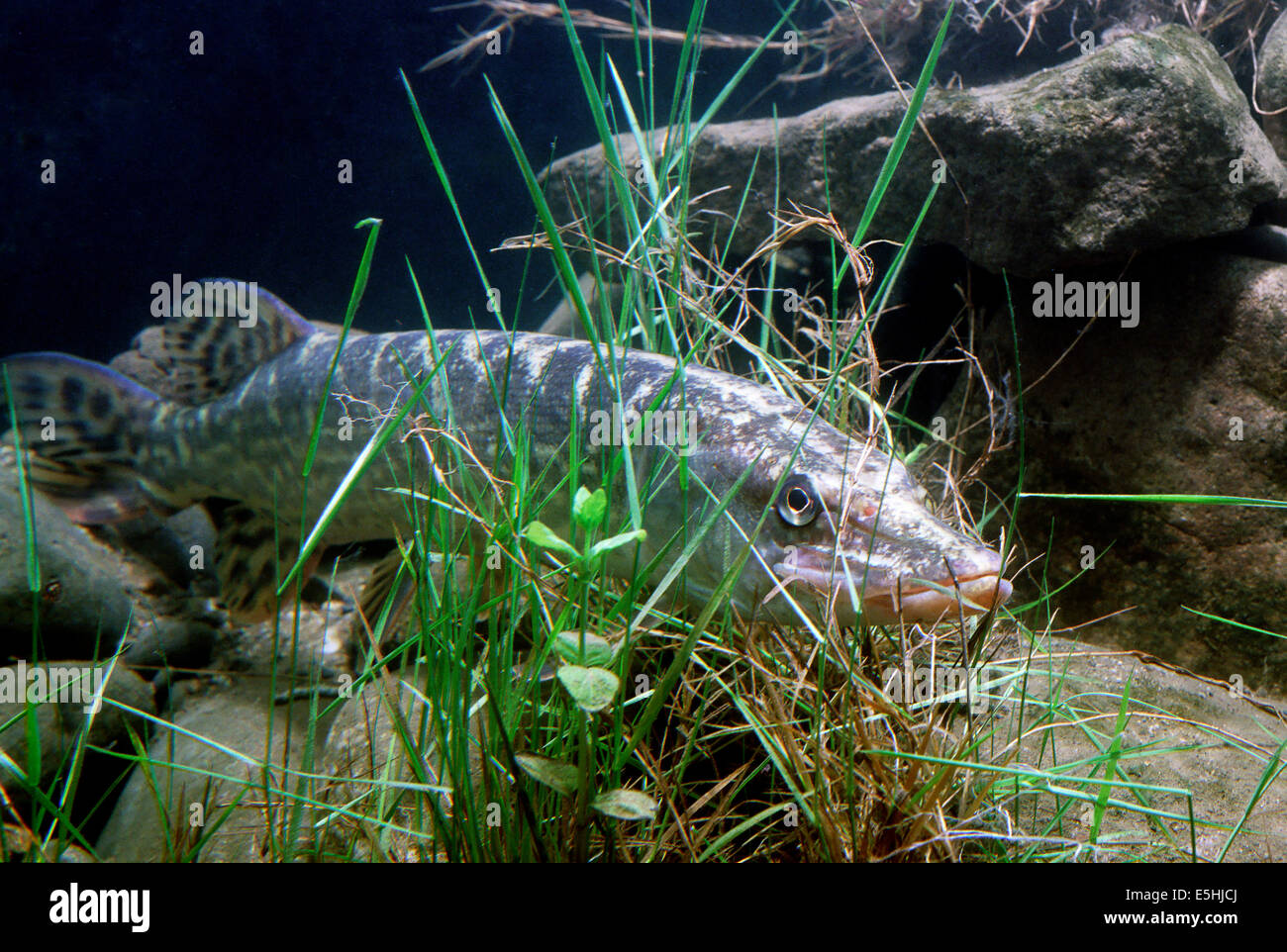 Le grand brochet (Esox lucius), France Banque D'Images