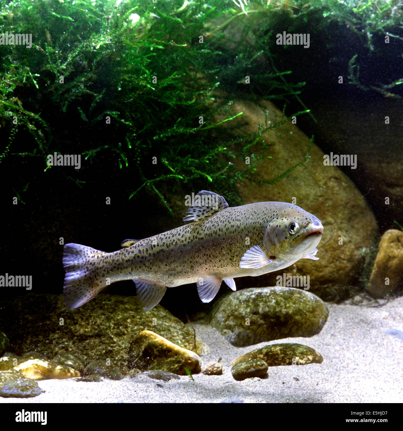 La truite arc-en-ciel (Salmo gairdneri), France Banque D'Images