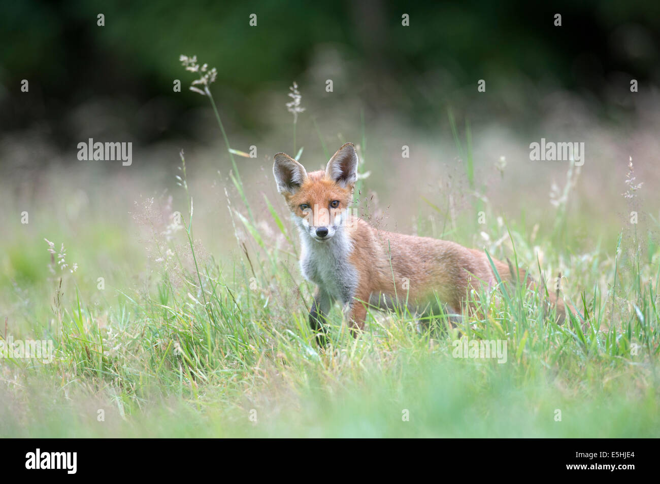 Le renard roux (Vulpes vulpes), Royaume-Uni Banque D'Images