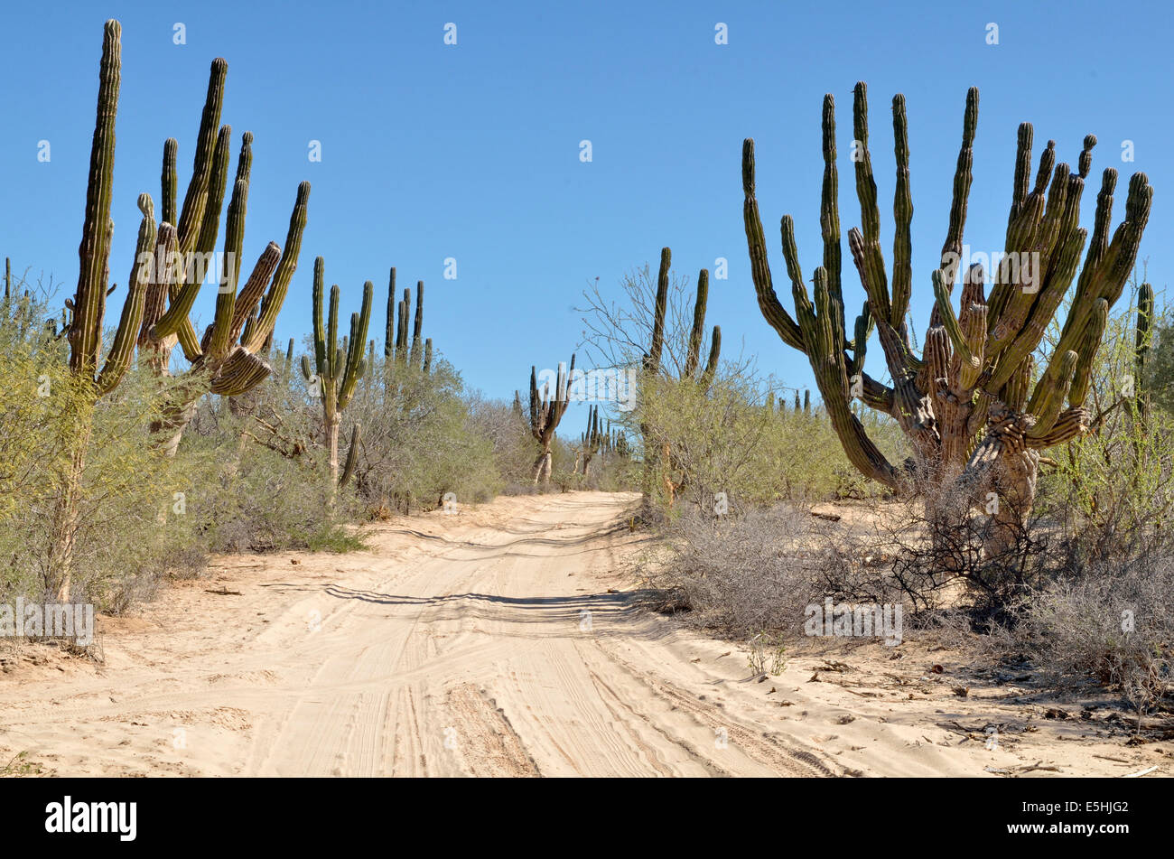 Route de sable avec cactus cardon (Pachycereus pringlei) cactus désert à la Ventana, Baja California Sur, Mexique Banque D'Images