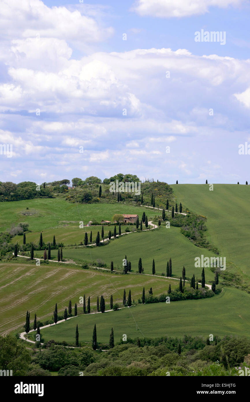 Avenue de cyprès de la Foce, Toscane, Italie Banque D'Images