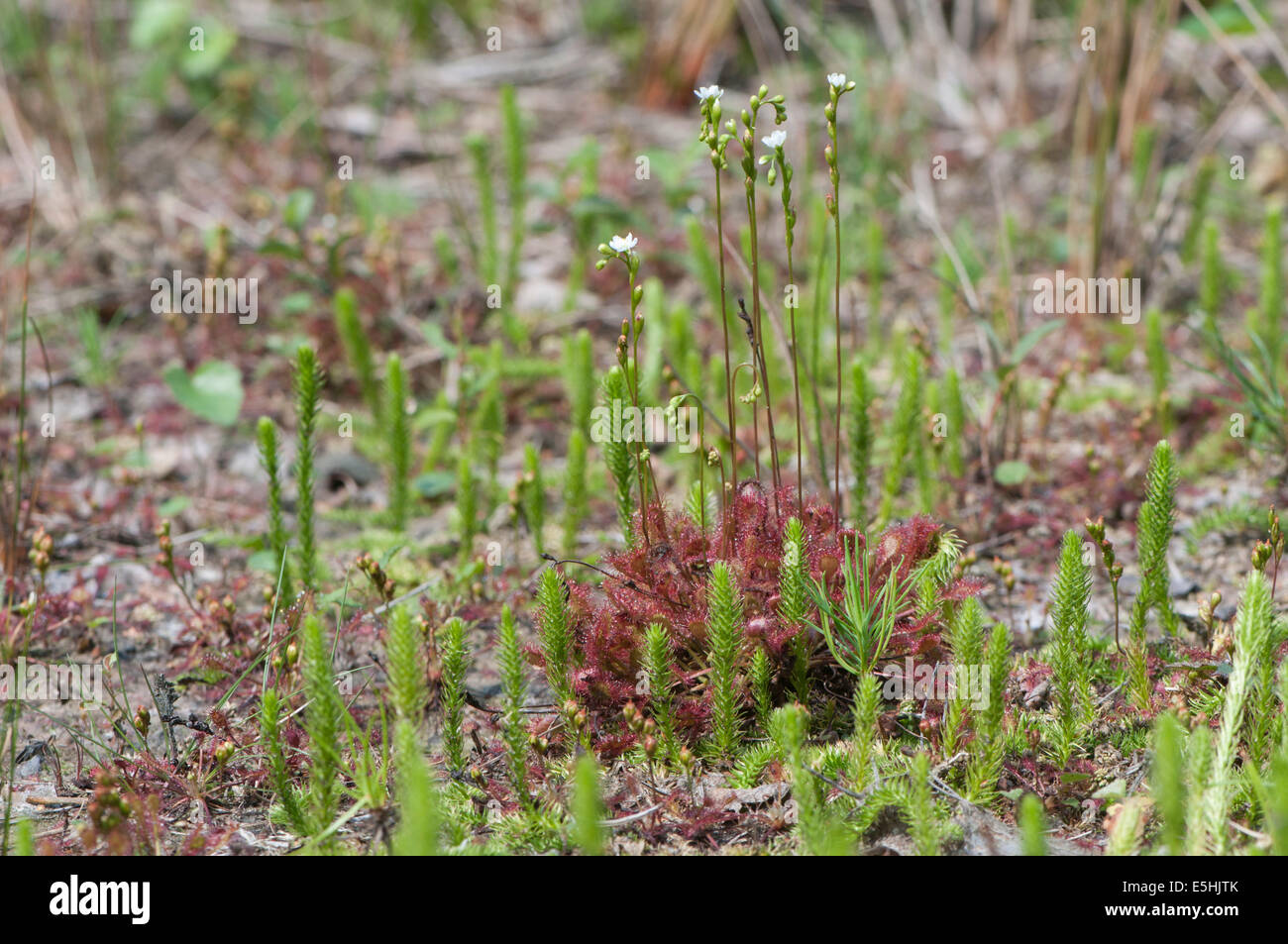 Le rossolis à feuilles rondes (Drosera rotundifolia), de l'Ems, Basse-Saxe, Allemagne Banque D'Images