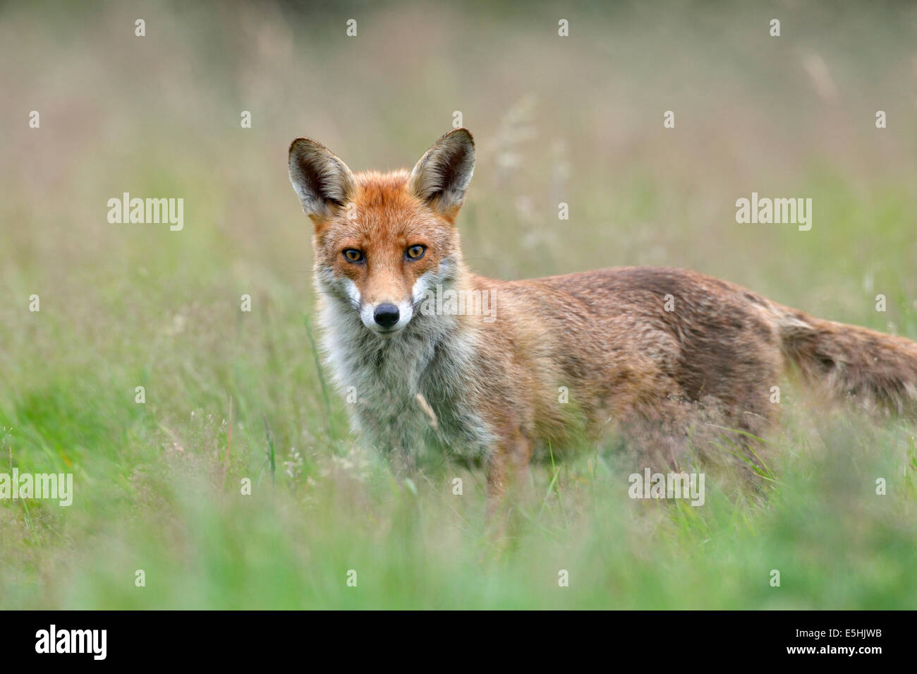 Le renard roux (Vulpes vulpes), Royaume-Uni Banque D'Images