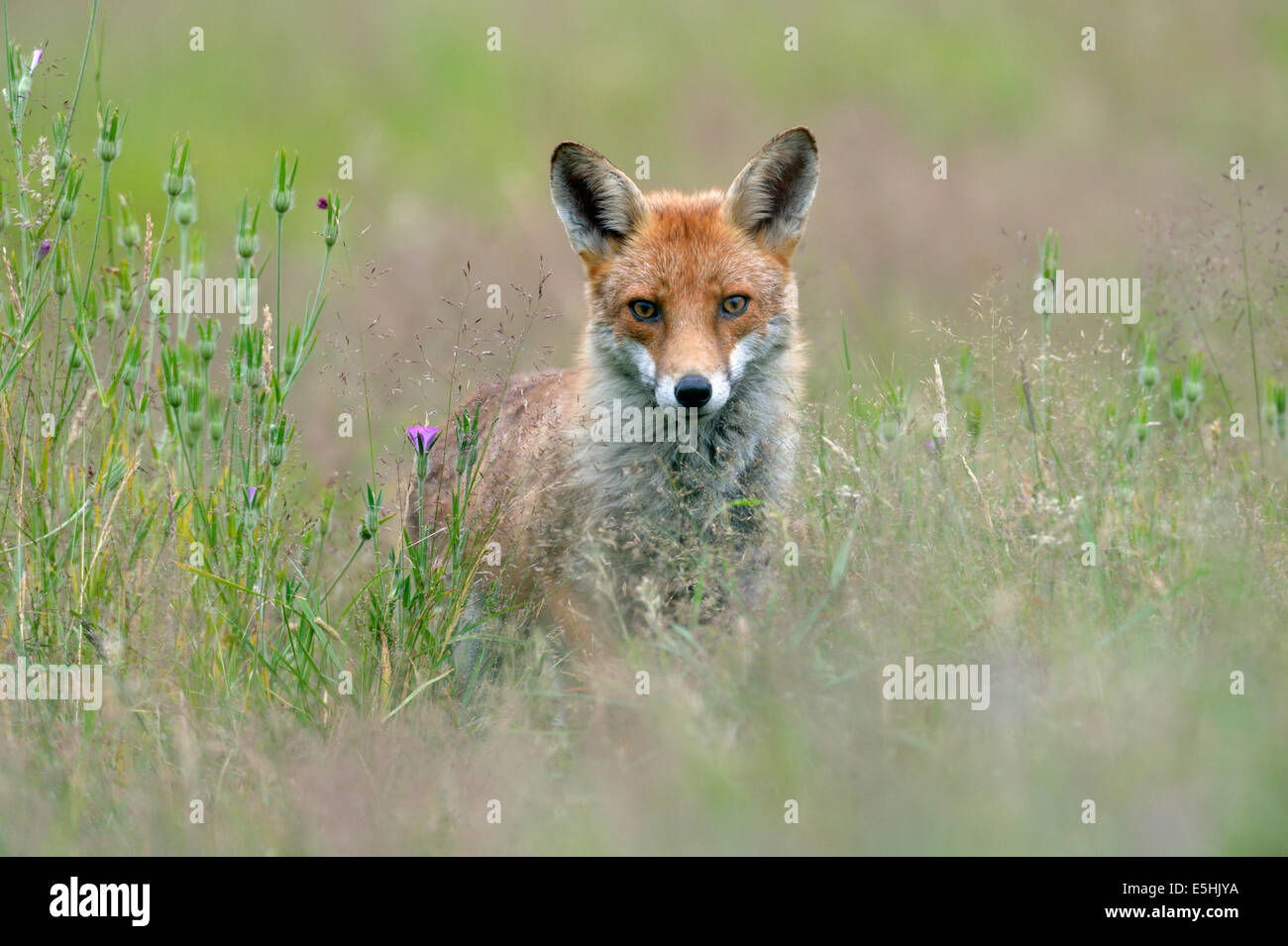 Le renard roux (Vulpes vulpes), Royaume-Uni Banque D'Images