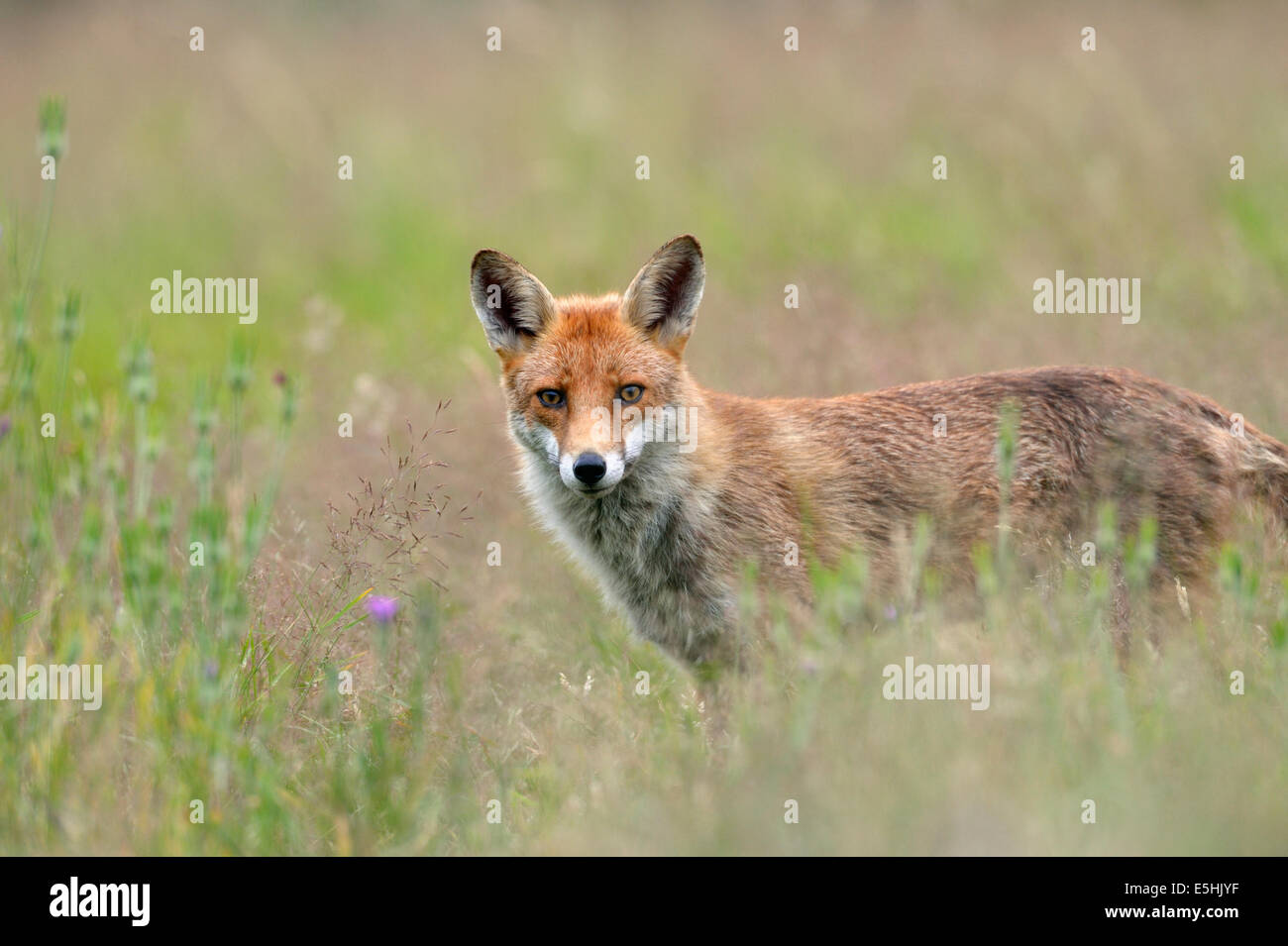 Le renard roux (Vulpes vulpes), Royaume-Uni Banque D'Images