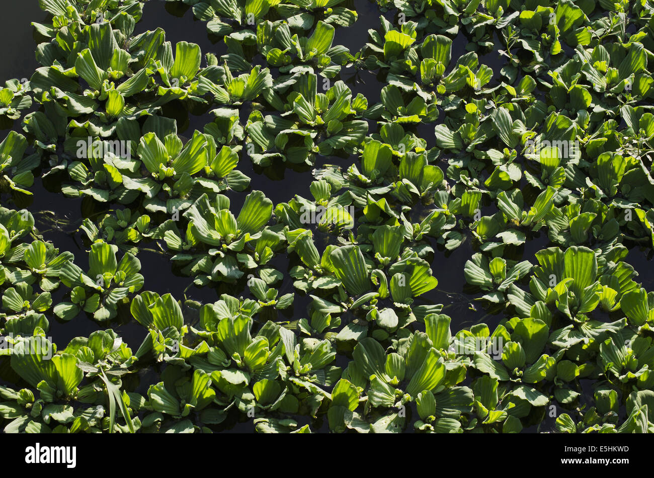 Eichhornia crassipes ou conjoint de la jacinthe ou jalparni, Pune, Maharashtra, Inde Banque D'Images