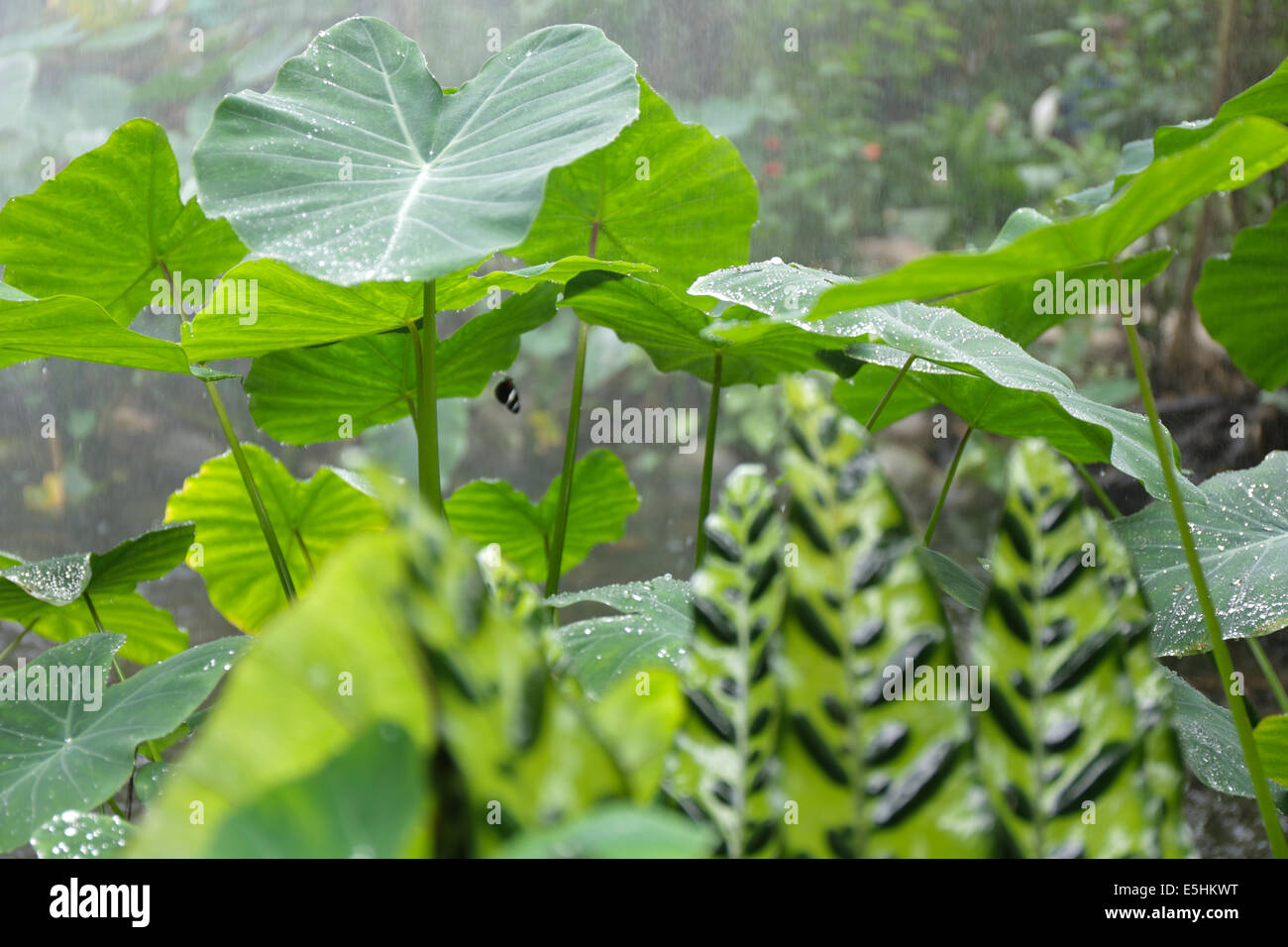 Feuilles de la jungle Banque D'Images