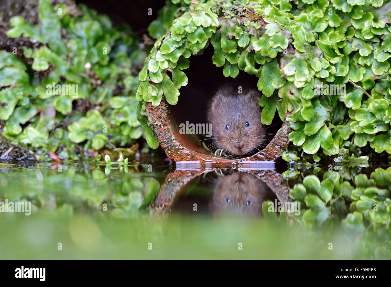 Le campagnol de l'eau (Arvicola amphibius), Royaume-Uni Banque D'Images