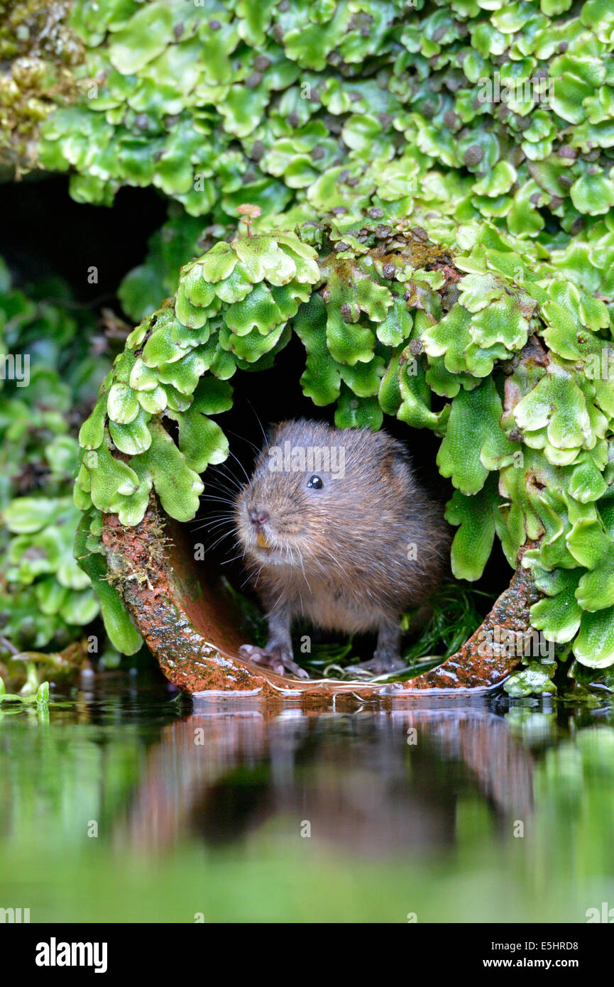 Le campagnol de l'eau (Arvicola amphibius), Royaume-Uni Banque D'Images
