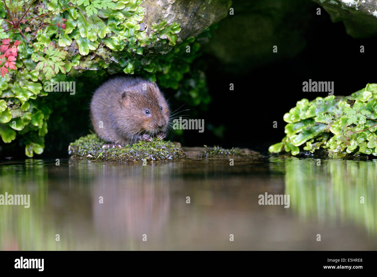 Le campagnol de l'eau (Arvicola amphibius), Royaume-Uni Banque D'Images
