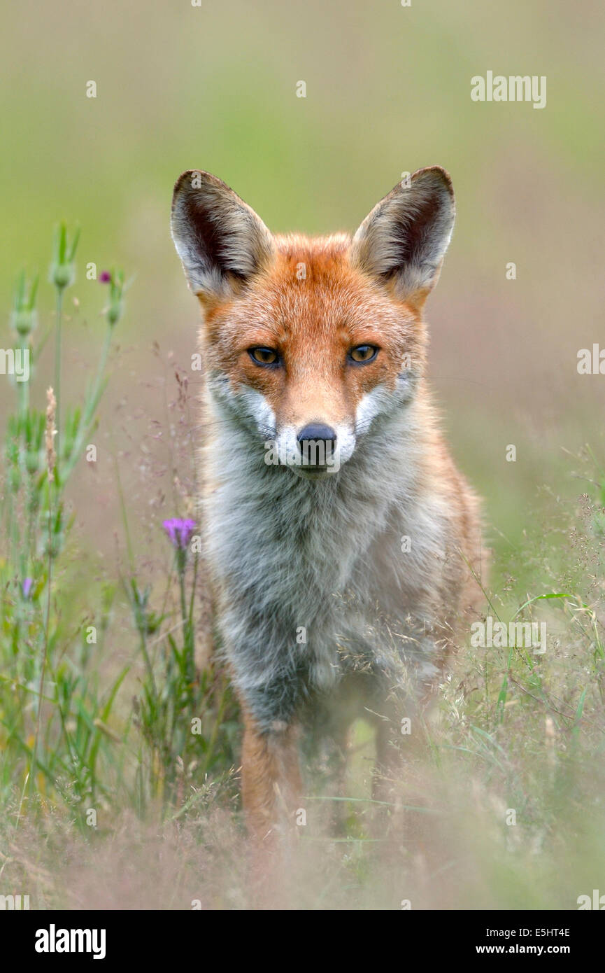 Le renard roux (Vulpes vulpes), Royaume-Uni Banque D'Images