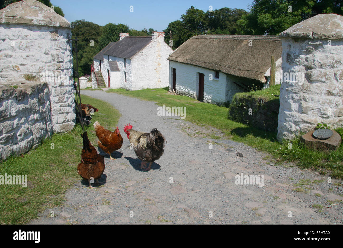 Coq et poules à Coshkib Hill Farm, Ulster Folk Museum, Belfast, en Irlande du Nord Banque D'Images