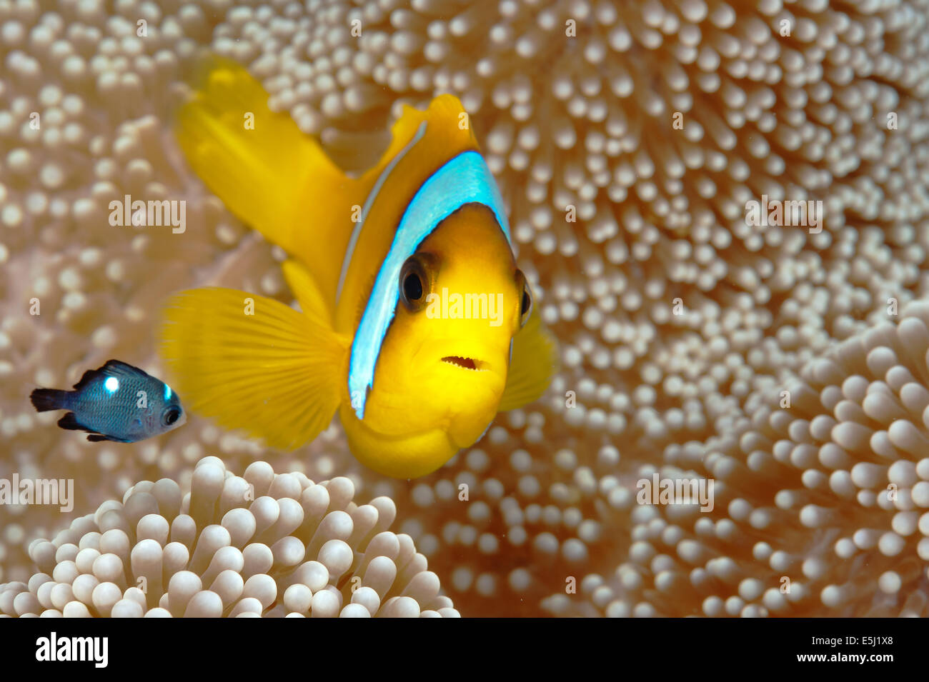 Deux bandes de poissons clowns sur son anemone en Mer Rouge au large de la côte du Soudan Banque D'Images