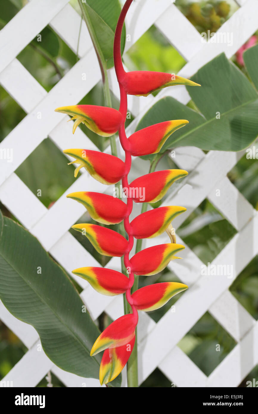Le rouge et jaune faux Oiseau du Paradis sur une clôture en treillis blanc en Petites Antilles, Antilles, Caraïbes. Banque D'Images