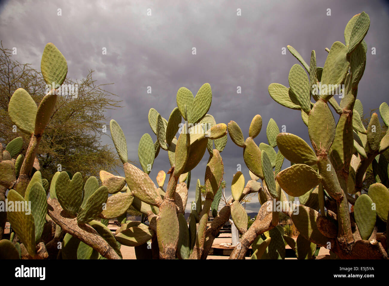 Cactus dans le désert de solitaire, Namibie, Afrique Banque D'Images
