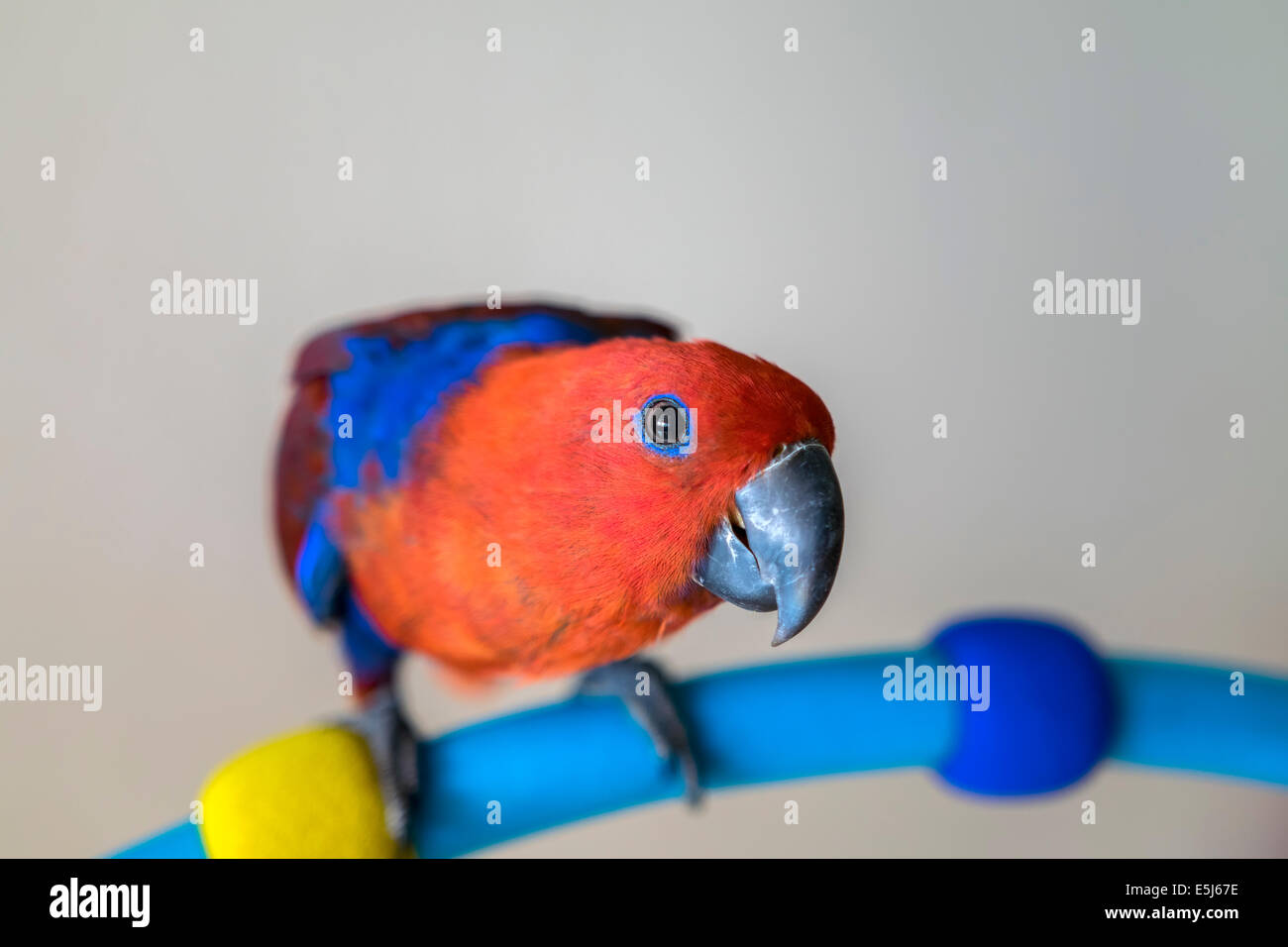 Qu'avez-vous dit ? Banque D'Images