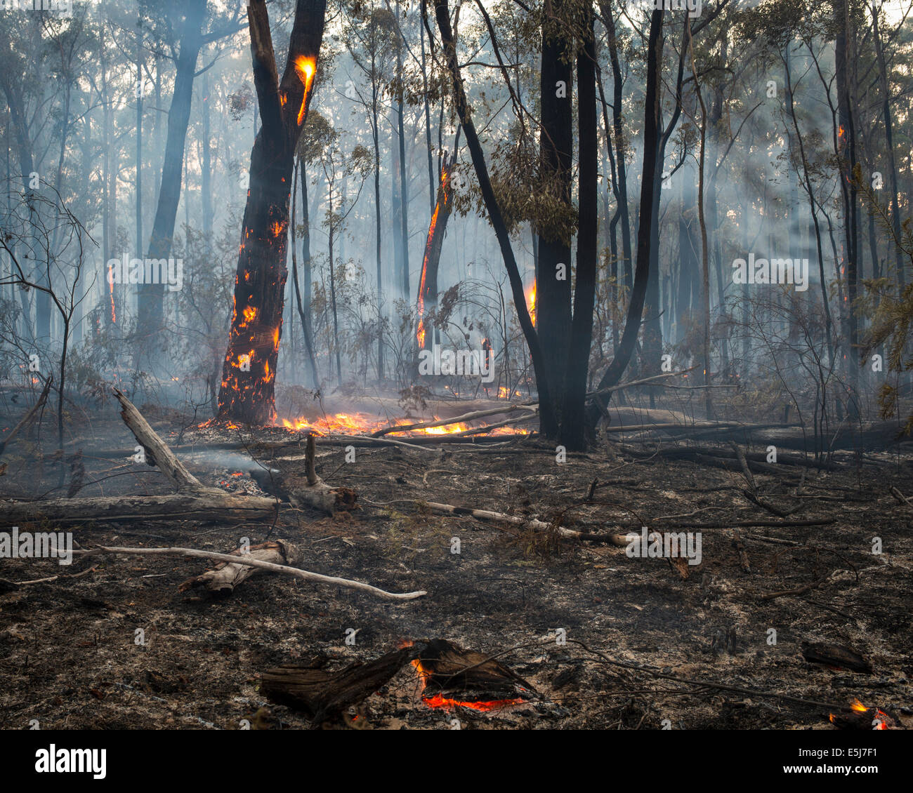 Brûlant dans la forêt Gippsland Banque D'Images