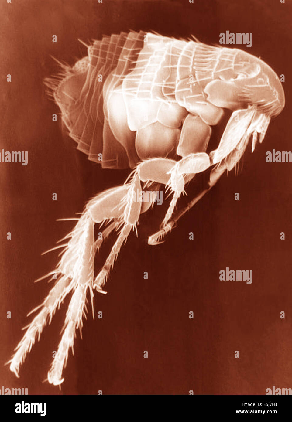 L'analyse des électrons Microphotographie (SEM) d'une brocante. Des archives de presse Portrait Service - image créée par Janice Haney Carr. (La peste pneumonique septicémique, peste bubonique,) Banque D'Images