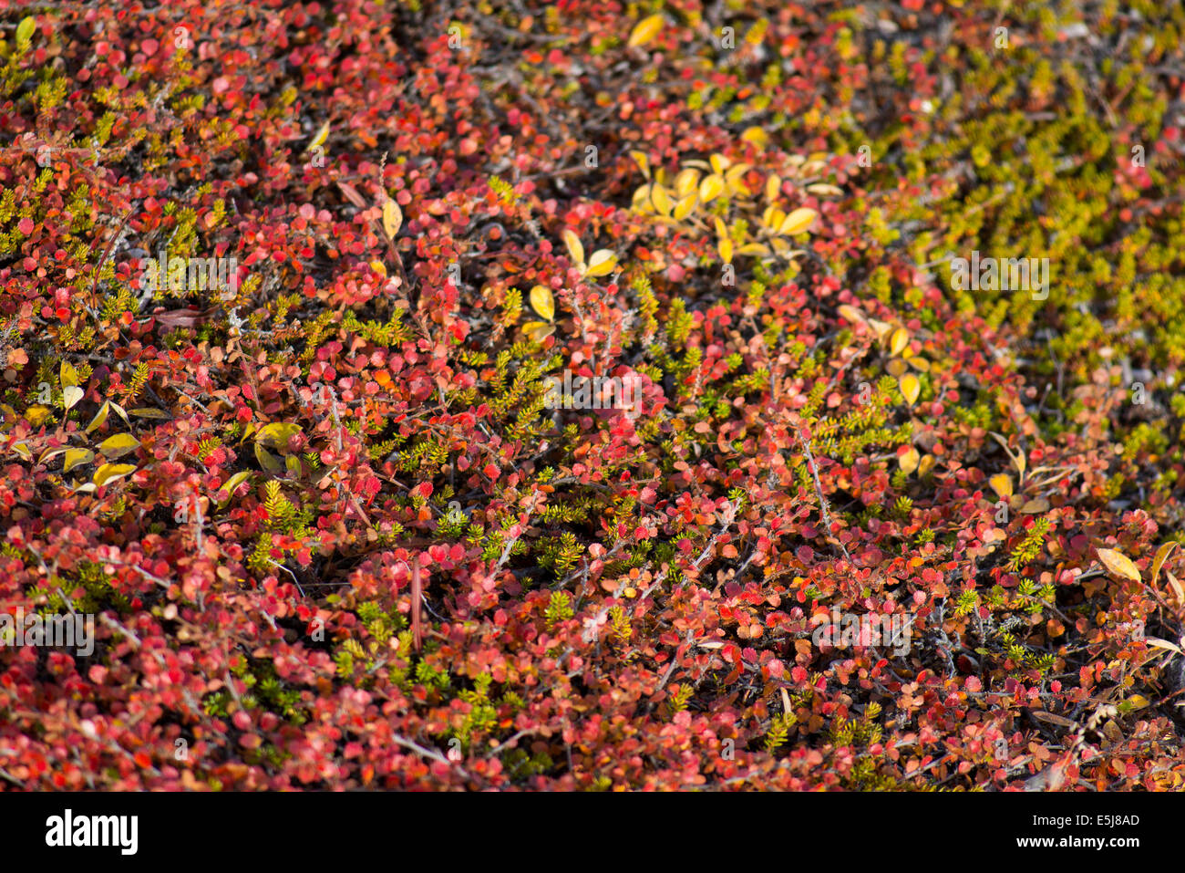 Betula nana, le bouleau glanduleux au Groenland en automne avec les feuilles rouges Banque D'Images