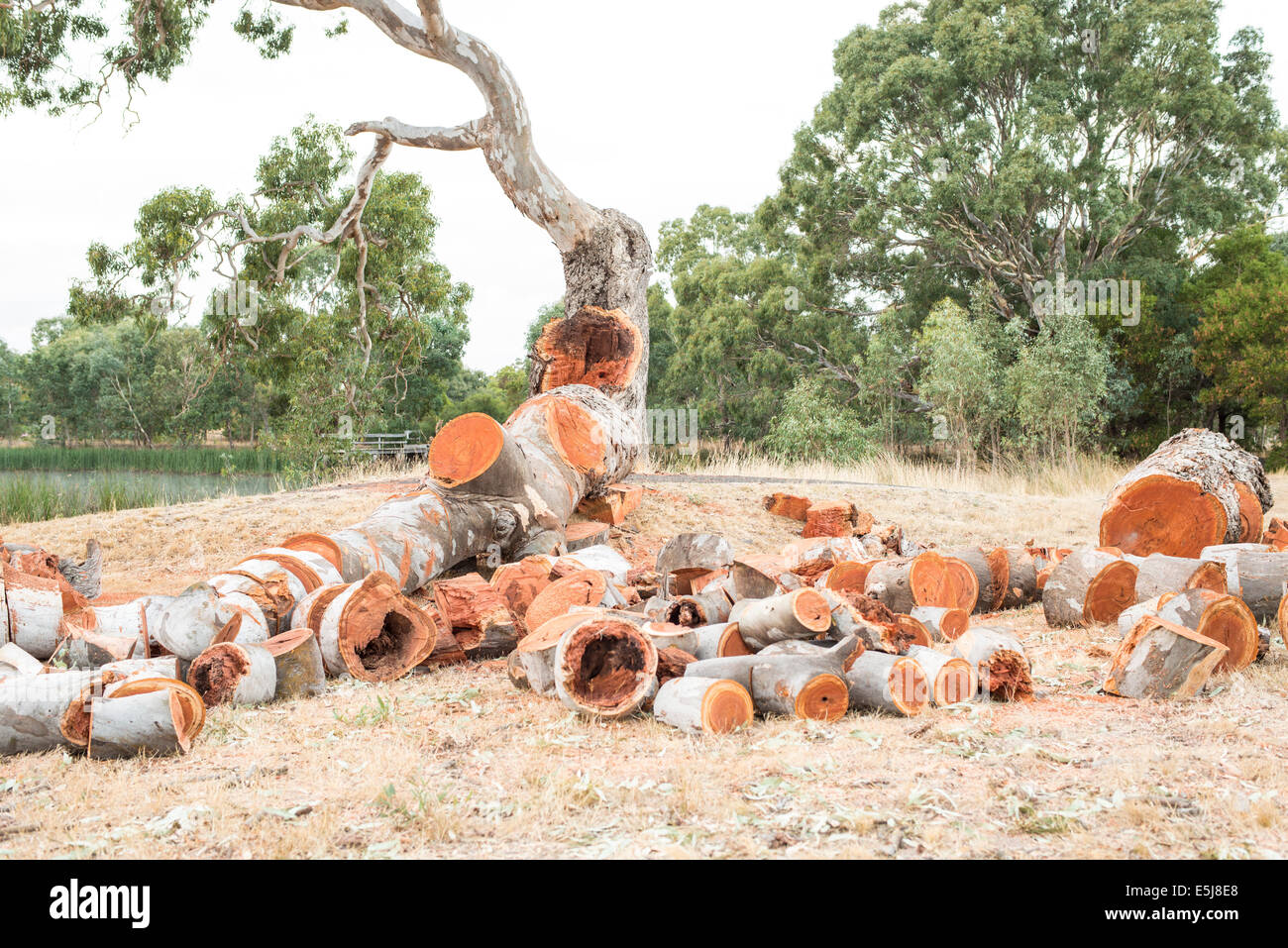 Fallen gum tree coupé en billes, Victoria, Australie Banque D'Images