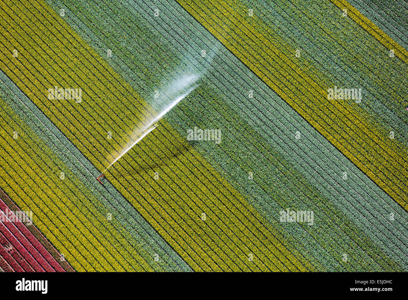 Pays-bas, Burgervlotbrug, champs de tulipes et de gicleurs, antenne Banque D'Images