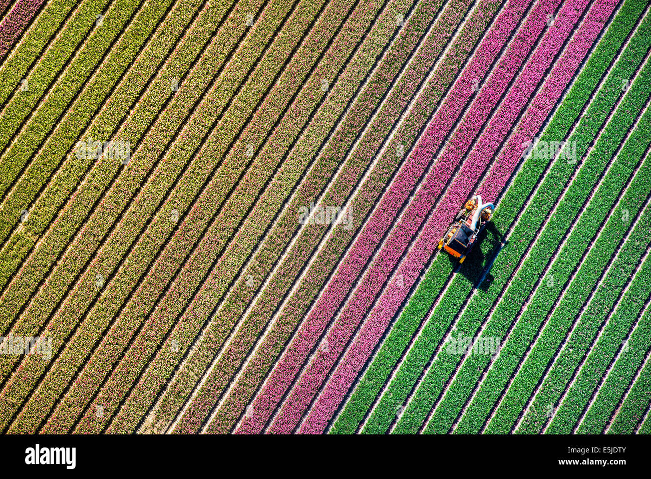 Pays-bas, Burgervlotbrug, champs de tulipes, agriculteur topping tulipes. Aerial Banque D'Images