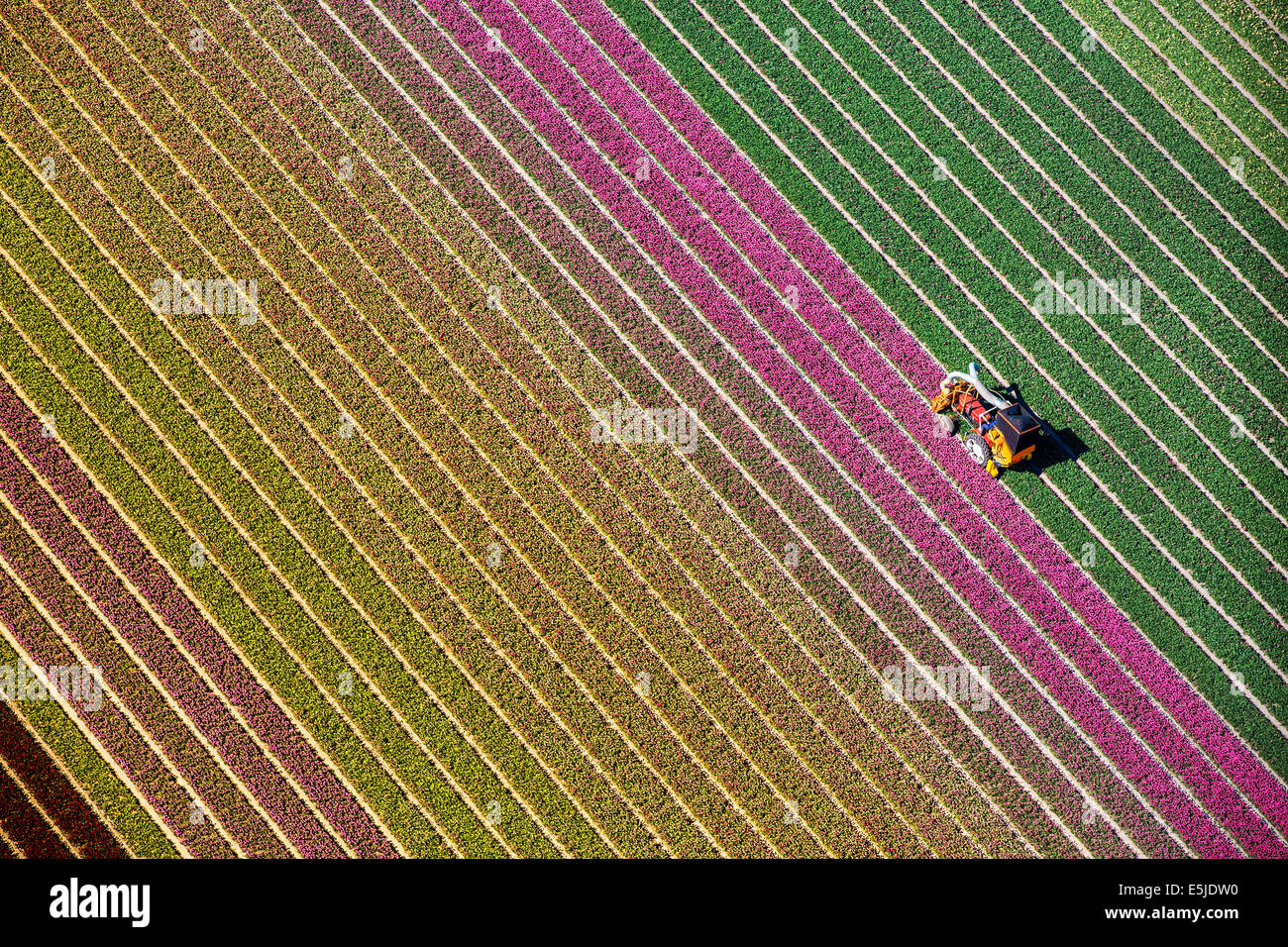 Pays-bas, Burgervlotbrug, champs de tulipes, agriculteur topping tulipes. Aerial Banque D'Images