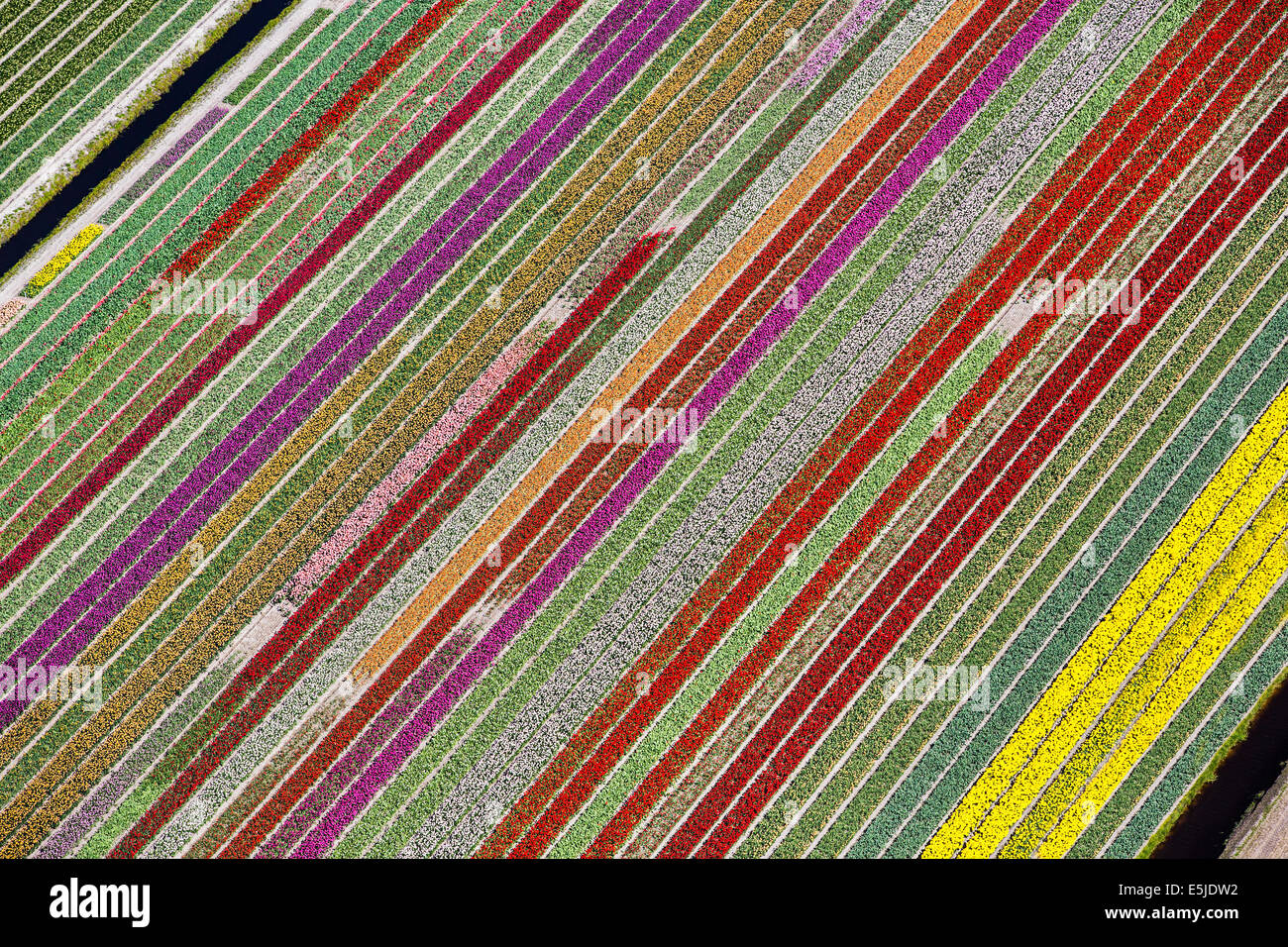 Pays-bas, Burgervlotbrug, champs de tulipes. Aerial Banque D'Images
