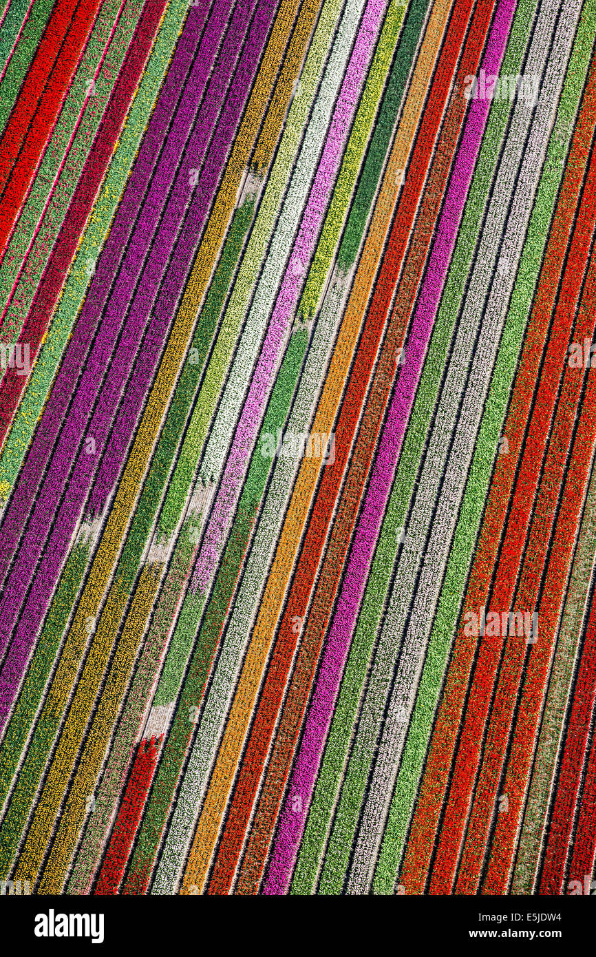 Pays-bas, Burgervlotbrug, champs de tulipes. Aerial Banque D'Images