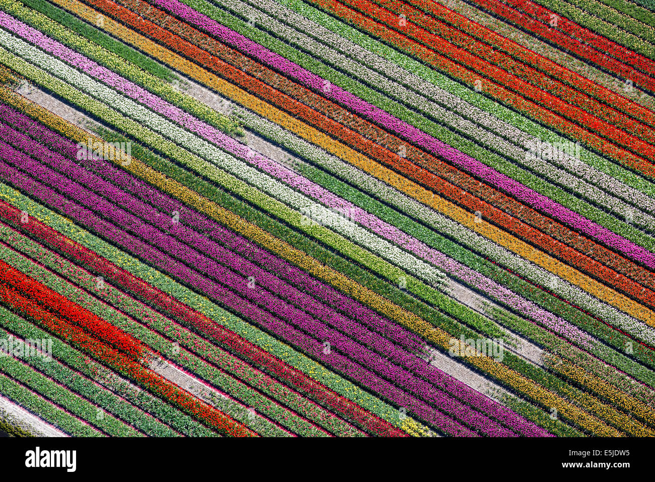Pays-bas, Burgervlotbrug, champs de tulipes. Aerial Banque D'Images